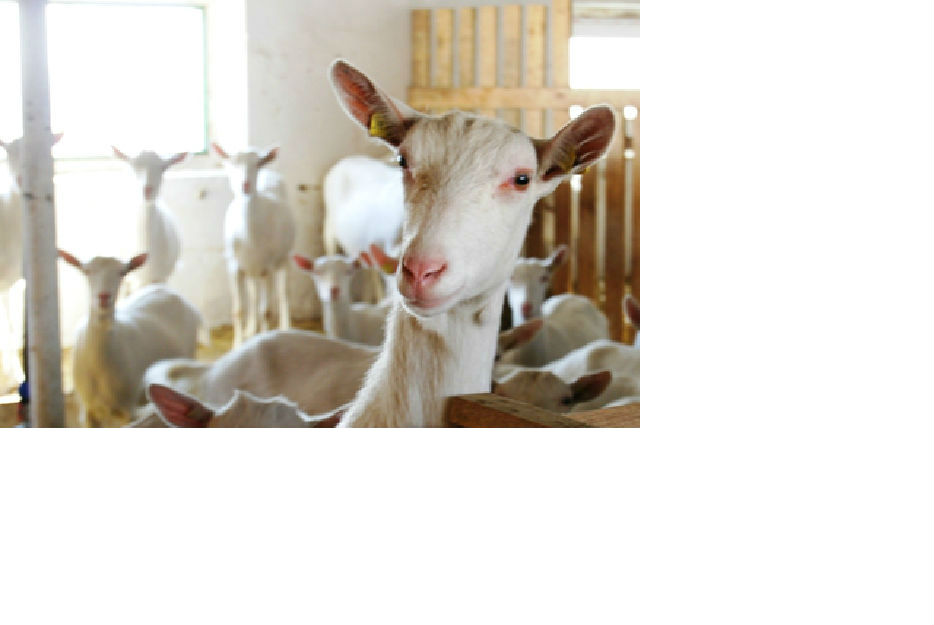 Lapte crud proaspat de capra, natural 100% de la ferma noastra - Pret | Preturi Lapte crud proaspat de capra, natural 100% de la ferma noastra