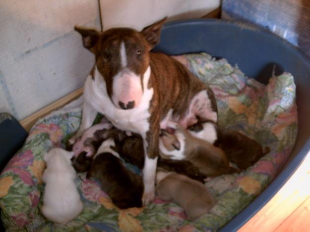 Vand caini rasa pura Bullterrier - Pret | Preturi Vand caini rasa pura Bullterrier