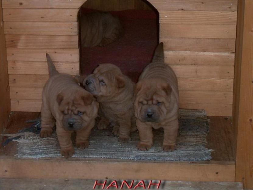 Oferta Shar-Pei - Pret | Preturi Oferta Shar-Pei