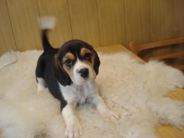 Oferta Pui Beagle de vanzare - Pret | Preturi Oferta Pui Beagle de vanzare