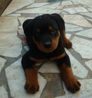 Vand pui Rottweiler - Pret | Preturi Vand pui Rottweiler