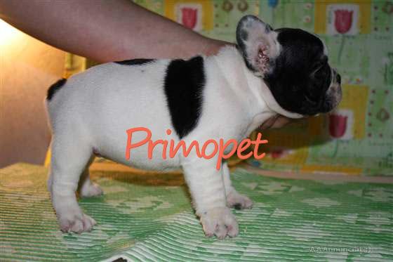 Catelusi Bulldog Francez de Vanzare - Pret | Preturi Catelusi Bulldog Francez de Vanzare