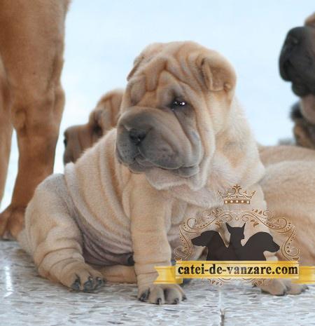 Shar Pei de Vanzare - Pret | Preturi Shar Pei de Vanzare