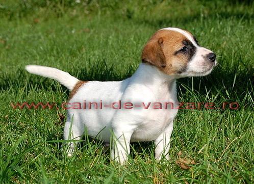 Jack Russel Terrier de vanzare - Calitate de Pedigree tip A - Pret | Preturi Jack Russel Terrier de vanzare - Calitate de Pedigree tip A