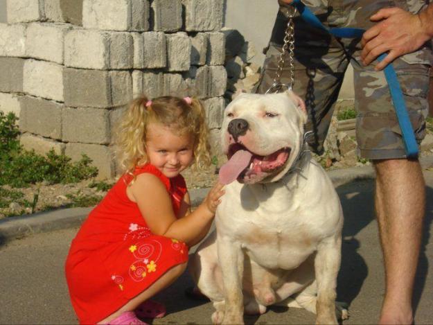 vand catei pitbull bully type - Pret | Preturi vand catei pitbull bully type