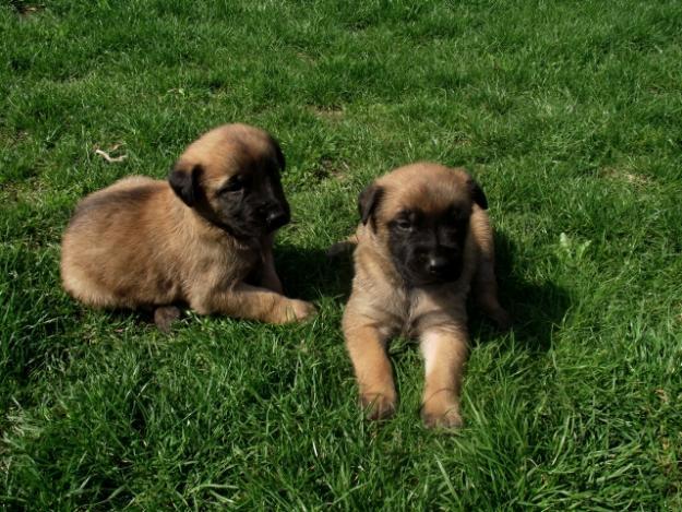 Pui Ciobanesc Belgian Malinois de vanzare - Pret | Preturi Pui Ciobanesc Belgian Malinois de vanzare