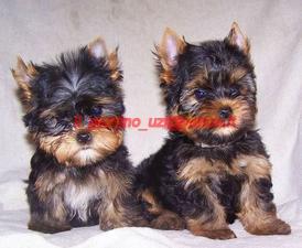 YORKSHIRE TERRIER MINI TOY SI NORMALI - Pret | Preturi YORKSHIRE TERRIER MINI TOY SI NORMALI