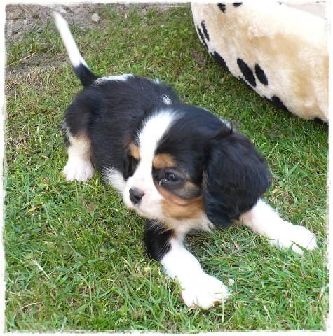 King Charles Spaniel de vanzare - Pret | Preturi King Charles Spaniel de vanzare