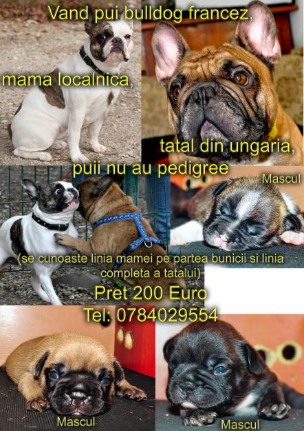 Vand pui de bulldog francez - Pret | Preturi Vand pui de bulldog francez