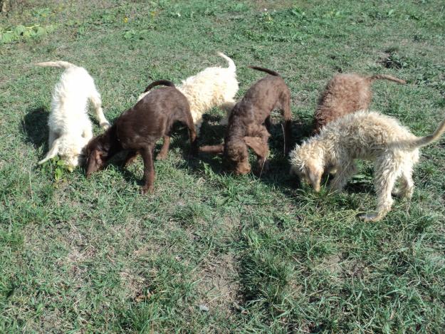 Catei trufari - Lagotto Romagnolo - Pret | Preturi Catei trufari - Lagotto Romagnolo