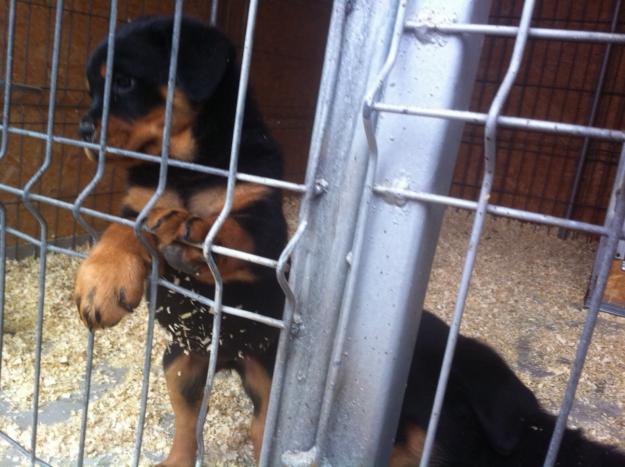 catei rottweiler de vanzare - Pret | Preturi catei rottweiler de vanzare