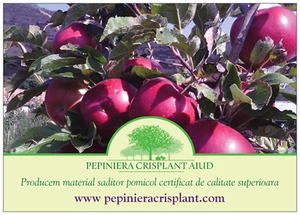 Vand pomii fructiferi anul II vegetatie - Pret | Preturi Vand pomii fructiferi anul II vegetatie