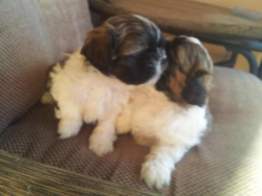 Pui de Shih-tzu - Pret | Preturi Pui de Shih-tzu