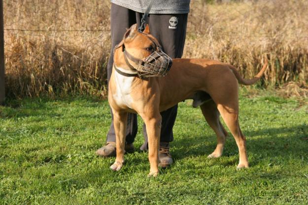 vand catei pitbull - Pret | Preturi vand catei pitbull