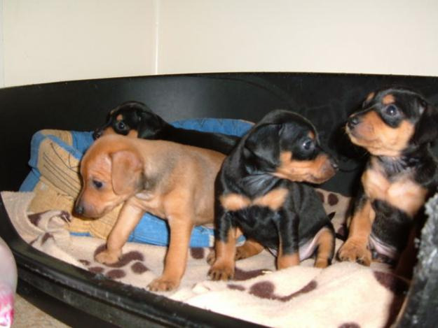 vand catelusi Pinscher pitic din rasa pura - Pret | Preturi vand catelusi Pinscher pitic din rasa pura