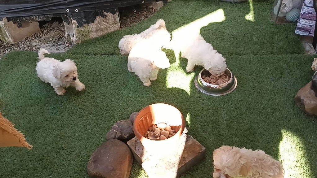 - Vînd urgent pui Bichon de 6 săptămîni . - Pret | Preturi - Vînd urgent pui Bichon de 6 săptămîni .