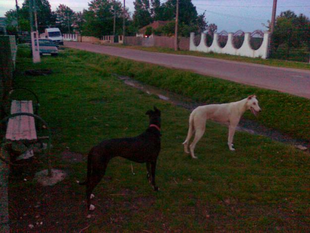 vand ogar greyhound pt vanatoare - Pret | Preturi vand ogar greyhound pt vanatoare