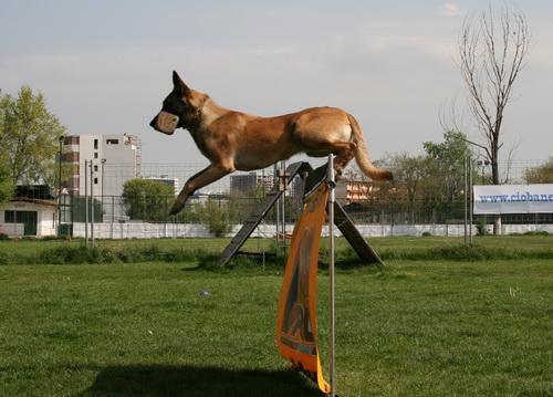 CANISA DOGLANDSPORTDOG vinde pui Ciobanesc Belgian MALINOIS din linii de lucru - Pret | Preturi CANISA DOGLANDSPORTDOG vinde pui Ciobanesc Belgian MALINOIS din linii de lucru