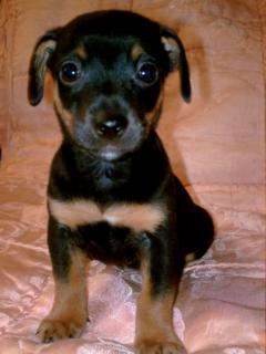 Vand pui Pinscher pitic - Pret | Preturi Vand pui Pinscher pitic