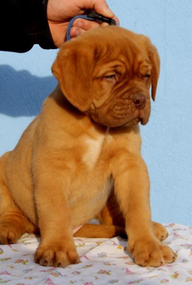 Catei superbi rasa Dog de Bordeaux de vanzare - Pret | Preturi Catei superbi rasa Dog de Bordeaux de vanzare