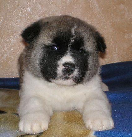 AKITA AMERICAN SI INU - Pret | Preturi AKITA AMERICAN SI INU