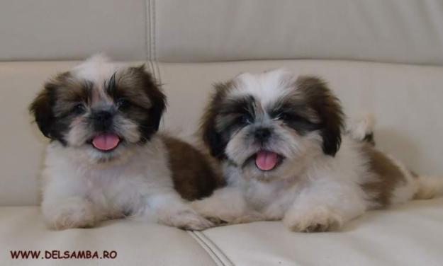 DE VANZARE SHIH-TZU, DE VANZARE PUI DE SHIH-TZU,de vanzare catei shih-tzu - Pret | Preturi DE VANZARE SHIH-TZU, DE VANZARE PUI DE SHIH-TZU,de vanzare catei shih-tzu