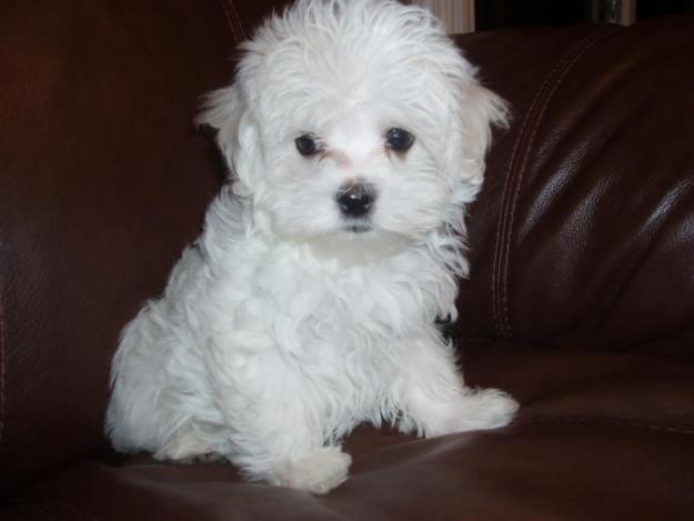 Vand pui bichon maltese - Pret | Preturi Vand pui bichon maltese