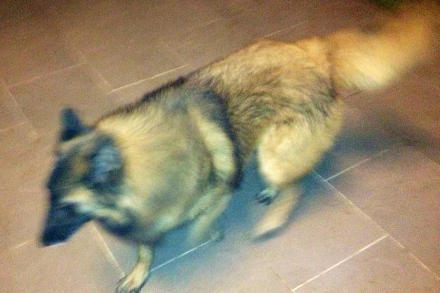 vand pui ciobanesc belgian tervueren 800 lei - Pret | Preturi vand pui ciobanesc belgian tervueren 800 lei