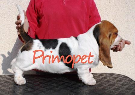 Vand puiuti Basset-Hound - Pret | Preturi Vand puiuti Basset-Hound