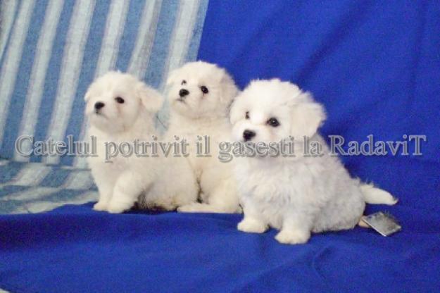 Bichon Maltese de vanzare - Pret | Preturi Bichon Maltese de vanzare