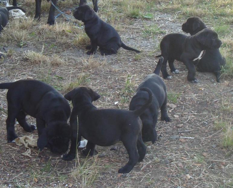 Cane Corso Negri si Albastri - Pret | Preturi Cane Corso Negri si Albastri