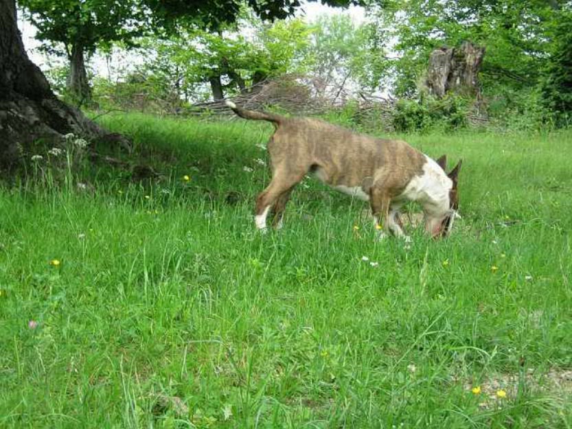 vand femela bull terrier - Pret | Preturi vand femela bull terrier