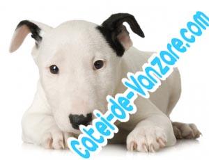 Bull Terrier de Vanzare - Pret | Preturi Bull Terrier de Vanzare