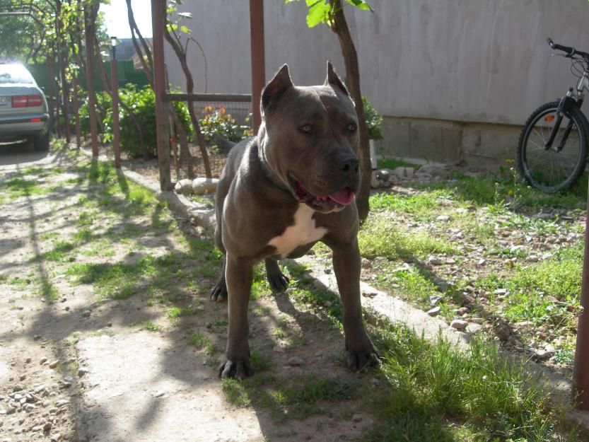 Amstaff de vanzare - Pret | Preturi Amstaff de vanzare