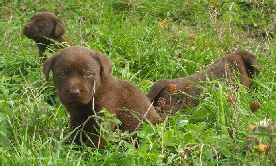 pui labrador - Pret | Preturi pui labrador