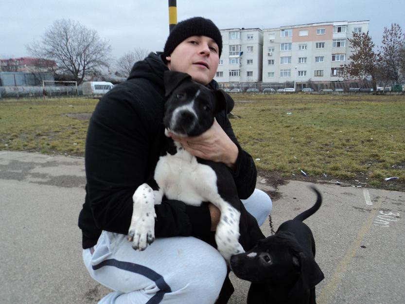 vand pitbull talie mare - Pret | Preturi vand pitbull talie mare