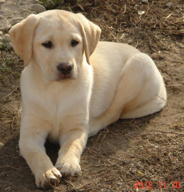 catelusa labrador cu pedigree - Pret | Preturi catelusa labrador cu pedigree