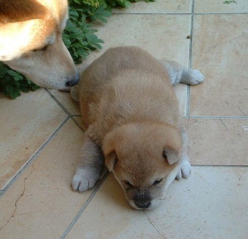 Vand pui Shiba-Inu Rasa Pura! - Pret | Preturi Vand pui Shiba-Inu Rasa Pura!