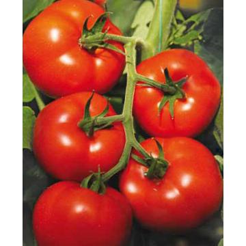 Seminte tomate (rosii) - Pret | Preturi Seminte tomate (rosii)