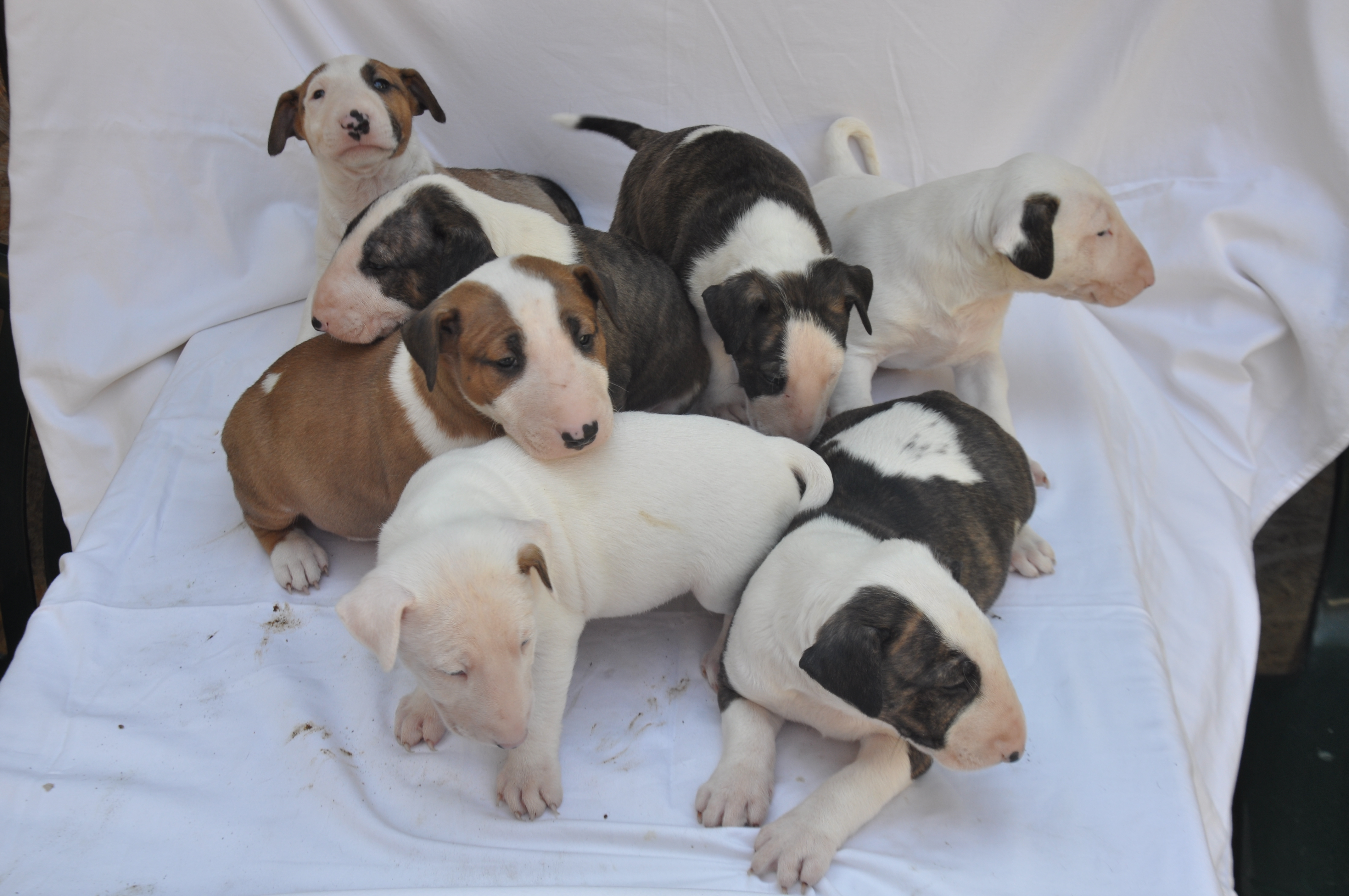 Vand pui Bull Terrier englez - Pret | Preturi Vand pui Bull Terrier englez