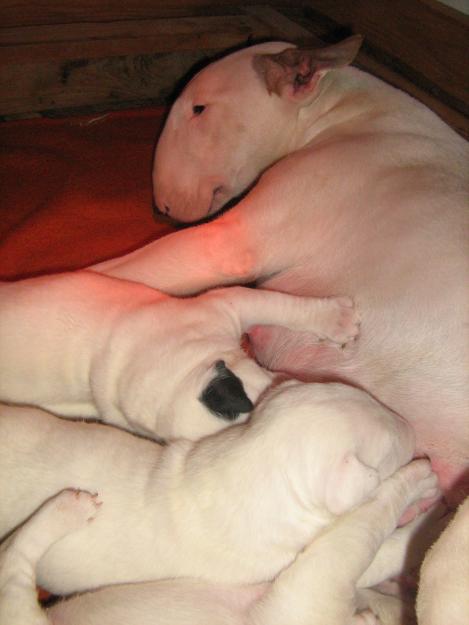 vand puii bull terrier - Pret | Preturi vand puii bull terrier