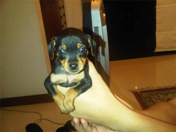 Pinscher Pitic + CADOU pt. puiut! - Pret | Preturi Pinscher Pitic + CADOU pt. puiut!