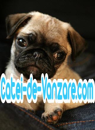 www.rasa-yorkshire-toy.ro | Mops, Pug de Vanzare - Pret | Preturi www.rasa-yorkshire-toy.ro | Mops, Pug de Vanzare