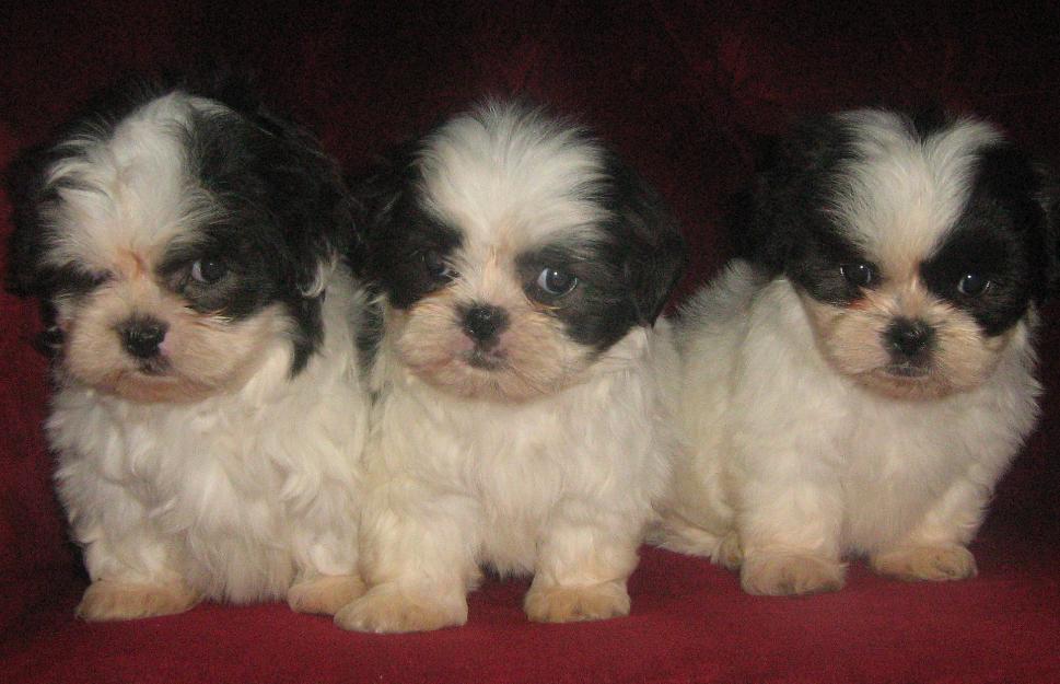 pui shih-tzu toy - Pret | Preturi pui shih-tzu toy