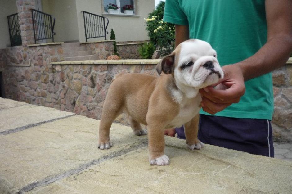 Pui Bulldog Englez de vanzare, rasa pura- Ofer transport gratuit - Pret | Preturi Pui Bulldog Englez de vanzare, rasa pura- Ofer transport gratuit