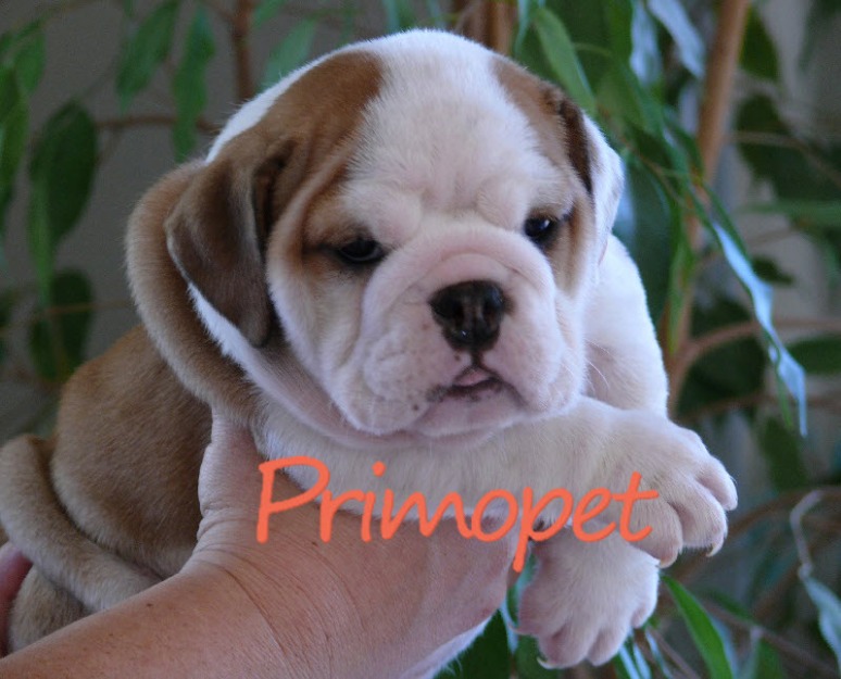 Vanzare Bulldog Englez - Pret | Preturi Vanzare Bulldog Englez