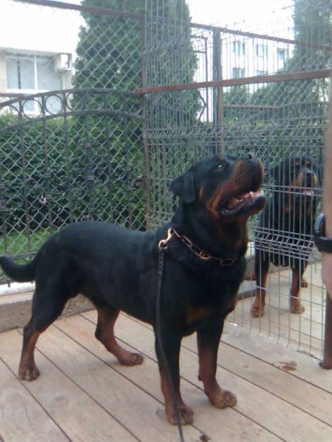 PUI ROTTWEILER DE VANZARE CU PEDIGREE - Pret | Preturi PUI ROTTWEILER DE VANZARE CU PEDIGREE