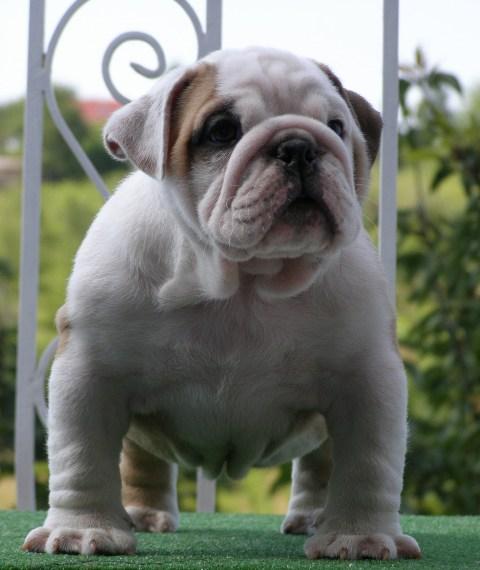 DE VANZARE BULLDOG ENGLEZ CU PEDIGREE - Pret | Preturi DE VANZARE BULLDOG ENGLEZ CU PEDIGREE