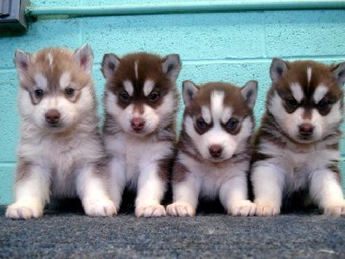 Pui husky siberian în aşteptare, case noi - Pret | Preturi Pui husky siberian în aşteptare, case noi