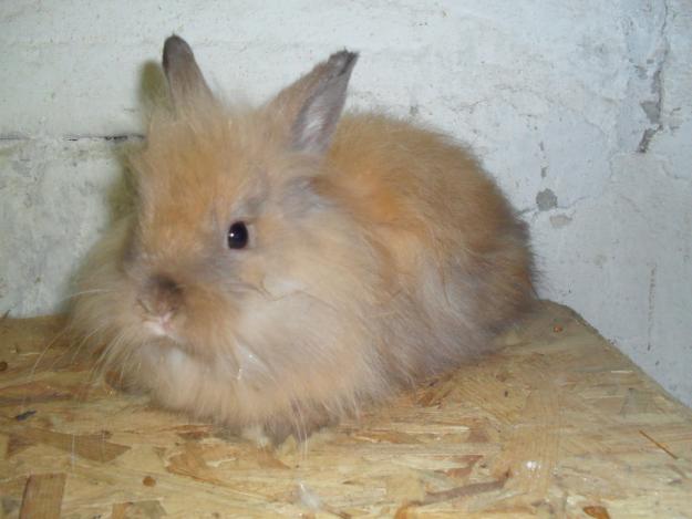 iepurasi angora pitici - Pret | Preturi iepurasi angora pitici